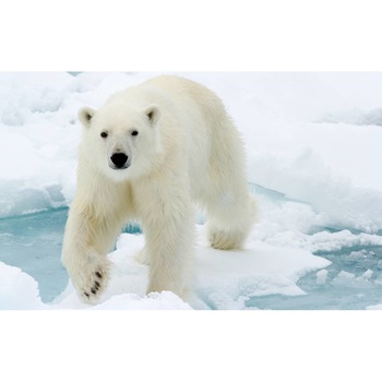 Tablou canvas 90x50 cm, Animale model 77 Tablou canvas 90x50 cm, Animale model 77