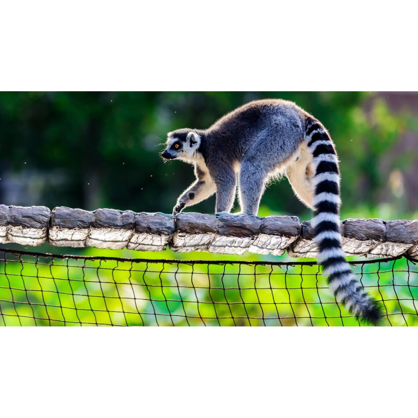 Tablou canvas 50x35 cm, Animale model 75