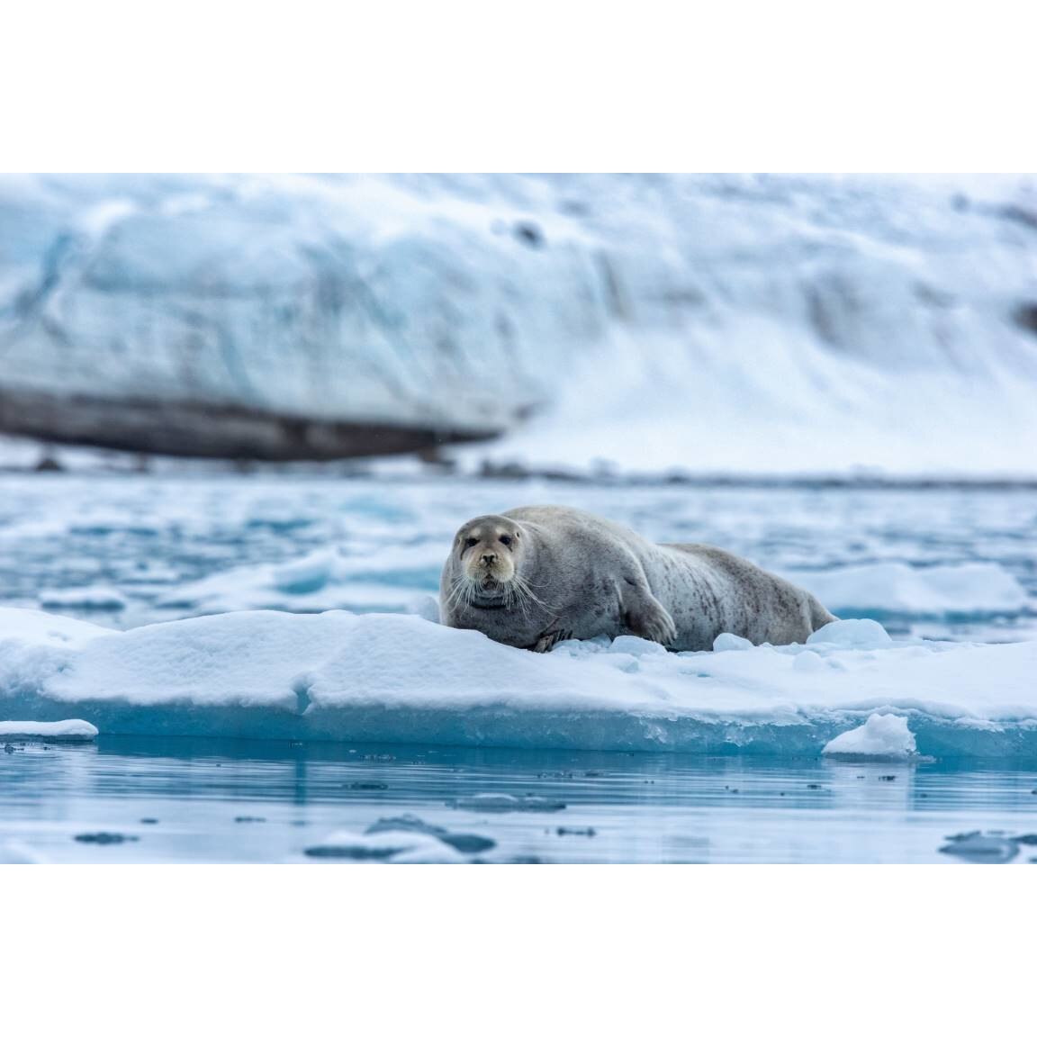 Tablou canvas 75x50 cm, Animale model 64