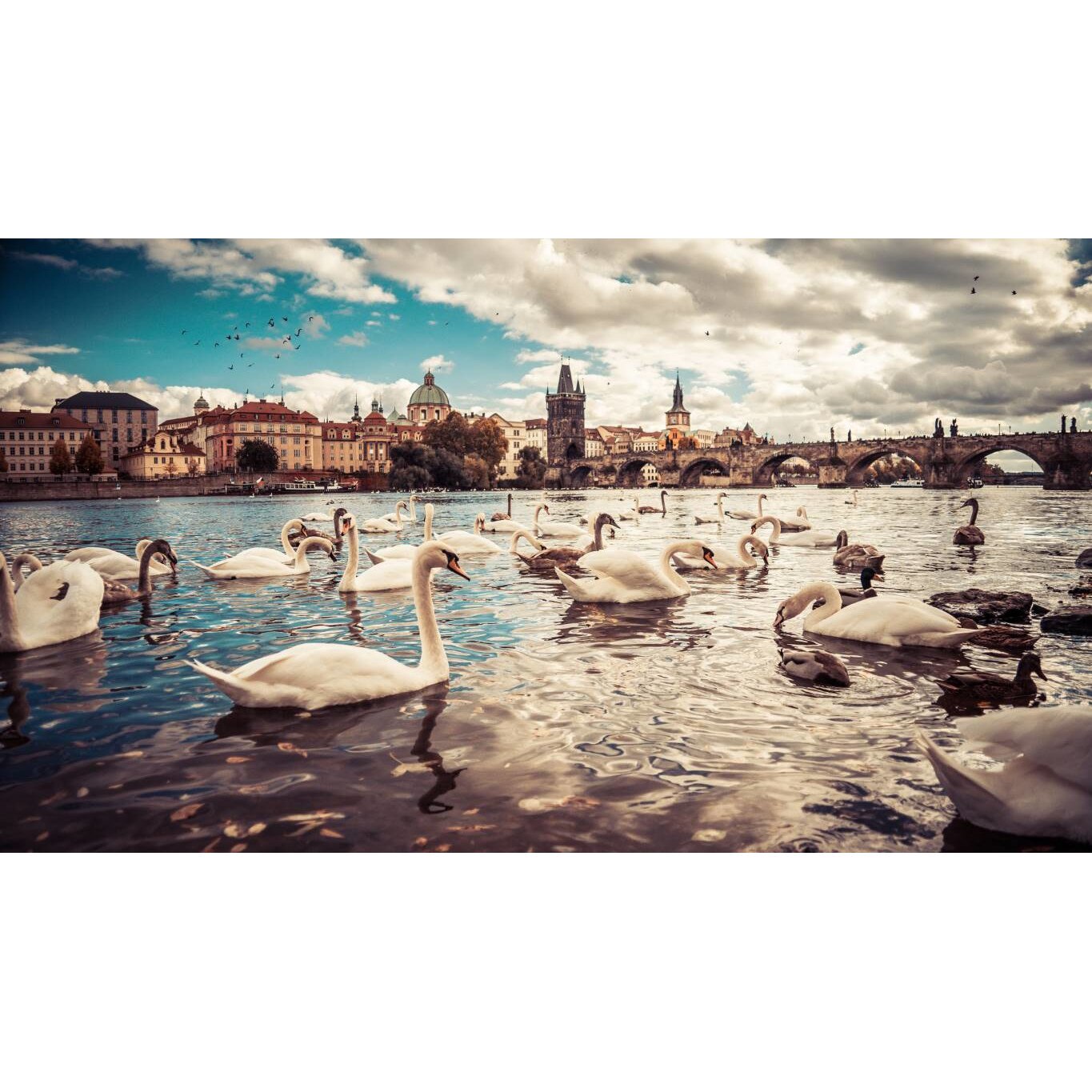 Tablou canvas 50x35 cm, Animale model 62