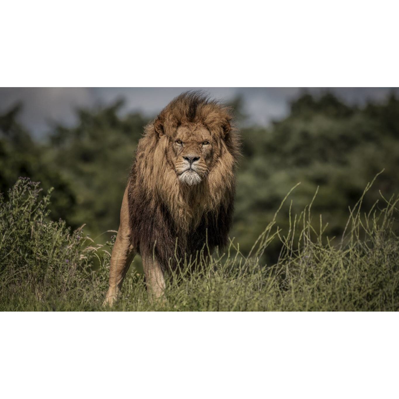 Tablou canvas 50x35 cm, Animale model 65