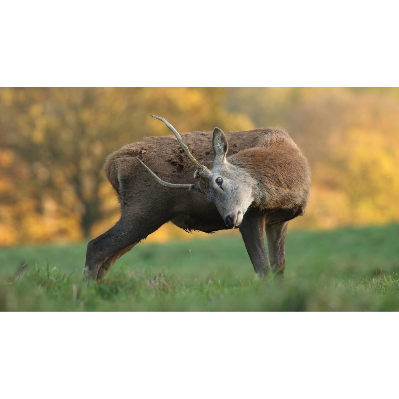 Tablou canvas 75x50 cm, Animale model 86