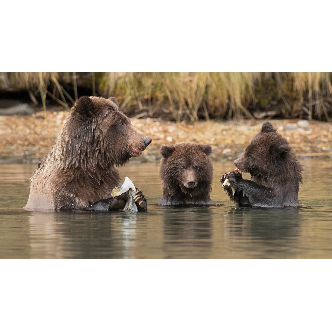 Tablou canvas 50x35 cm, Animale model 68