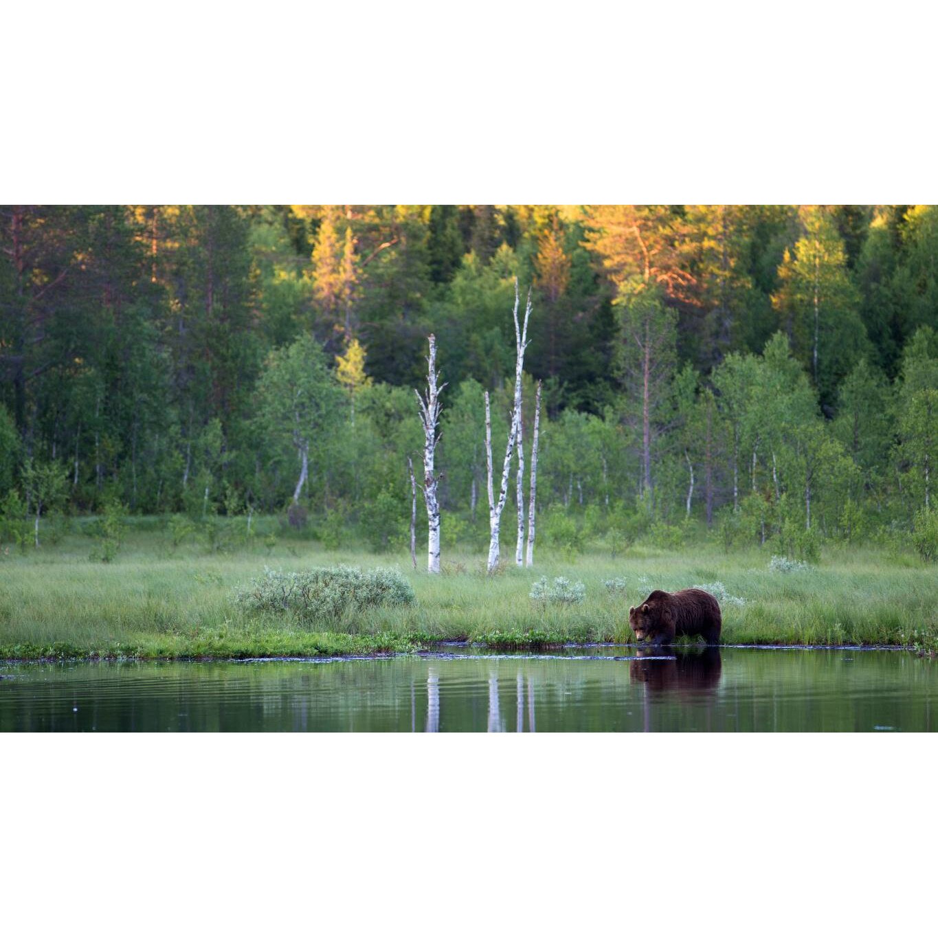 Tablou canvas 50x35 cm, Animale model 57