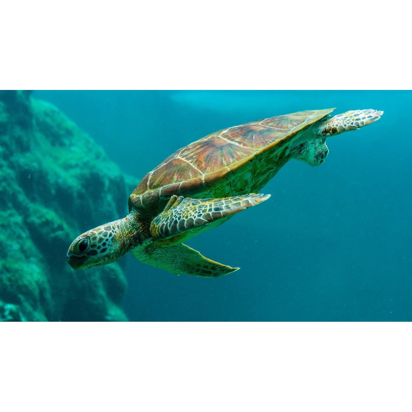 Tablou canvas 50x35 cm, Animale model 89