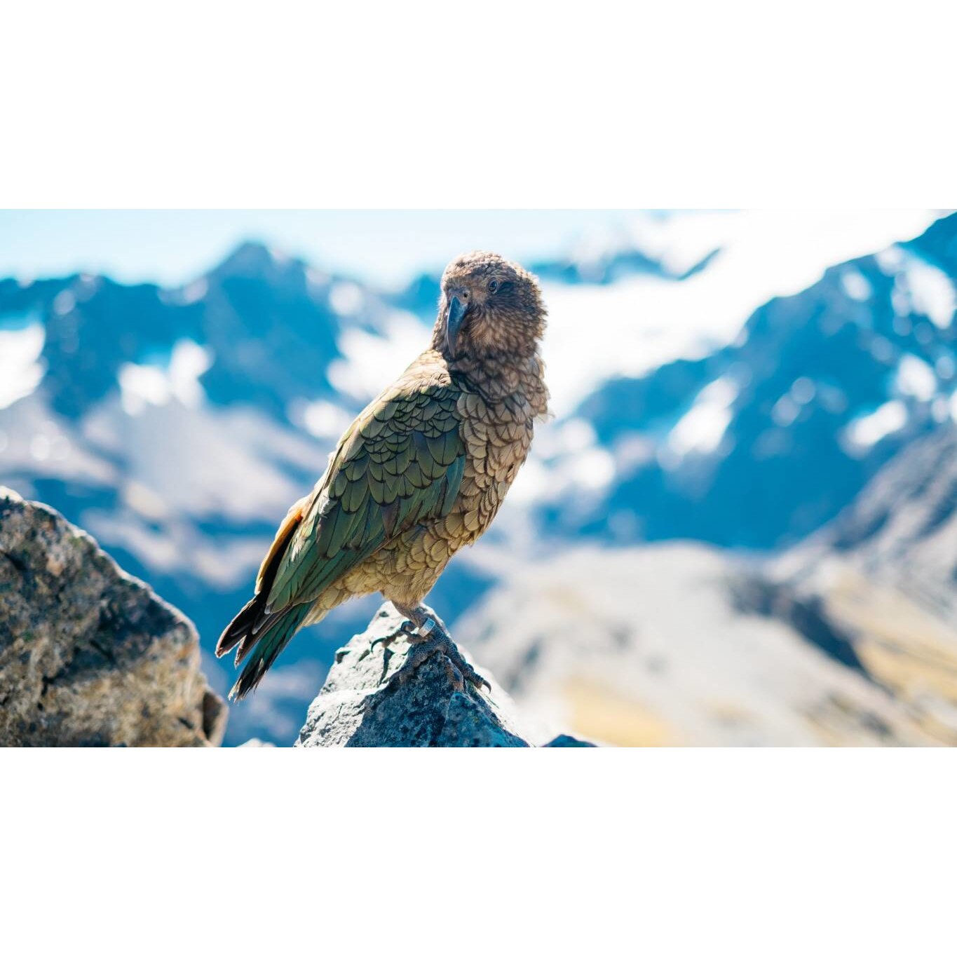 Tablou canvas 50x35 cm, Animale model 90