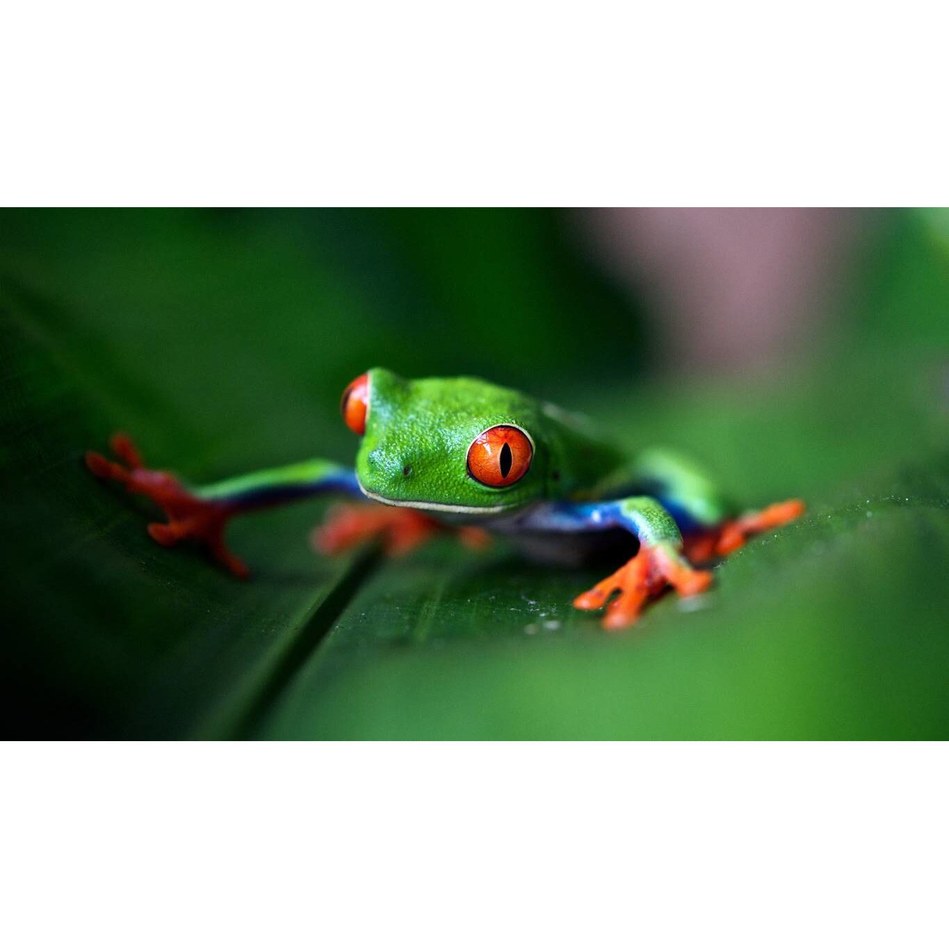 Tablou canvas 50x35 cm, Animale model 73