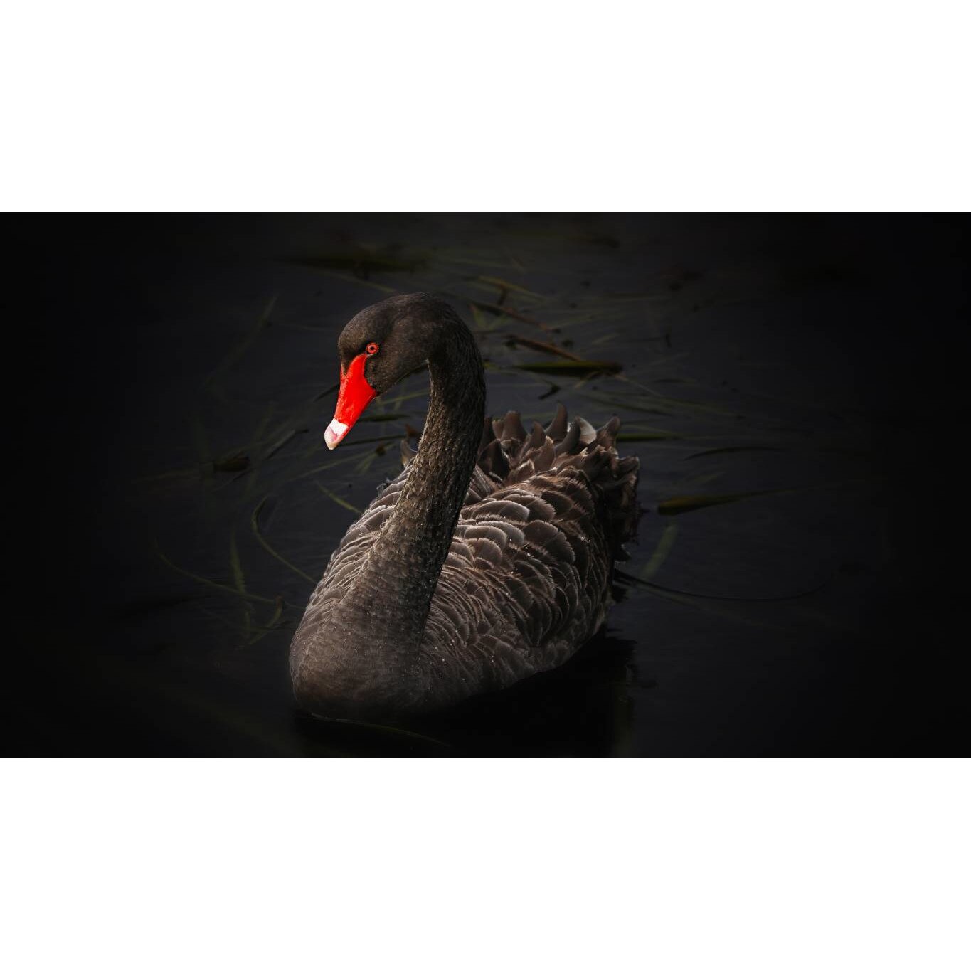 Tablou canvas 50x35 cm, Animale model 71