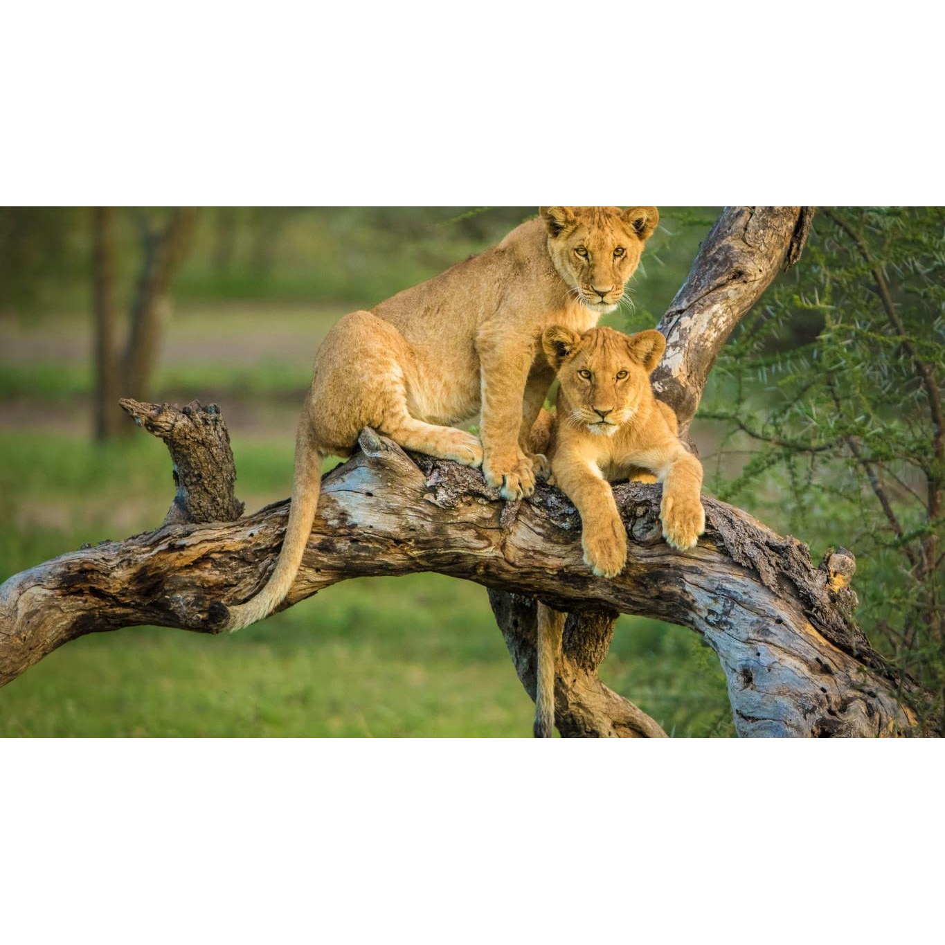 Tablou canvas 90x50 cm, Animale model 72