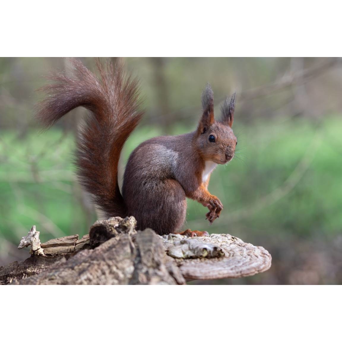 Tablou canvas 50x35 cm, Animale model 88