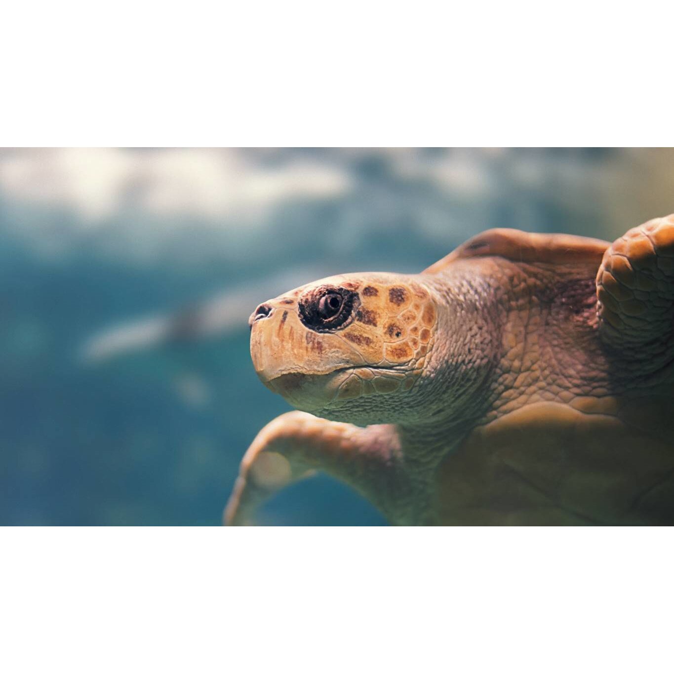 Tablou canvas 75x50 cm, Animale model 83