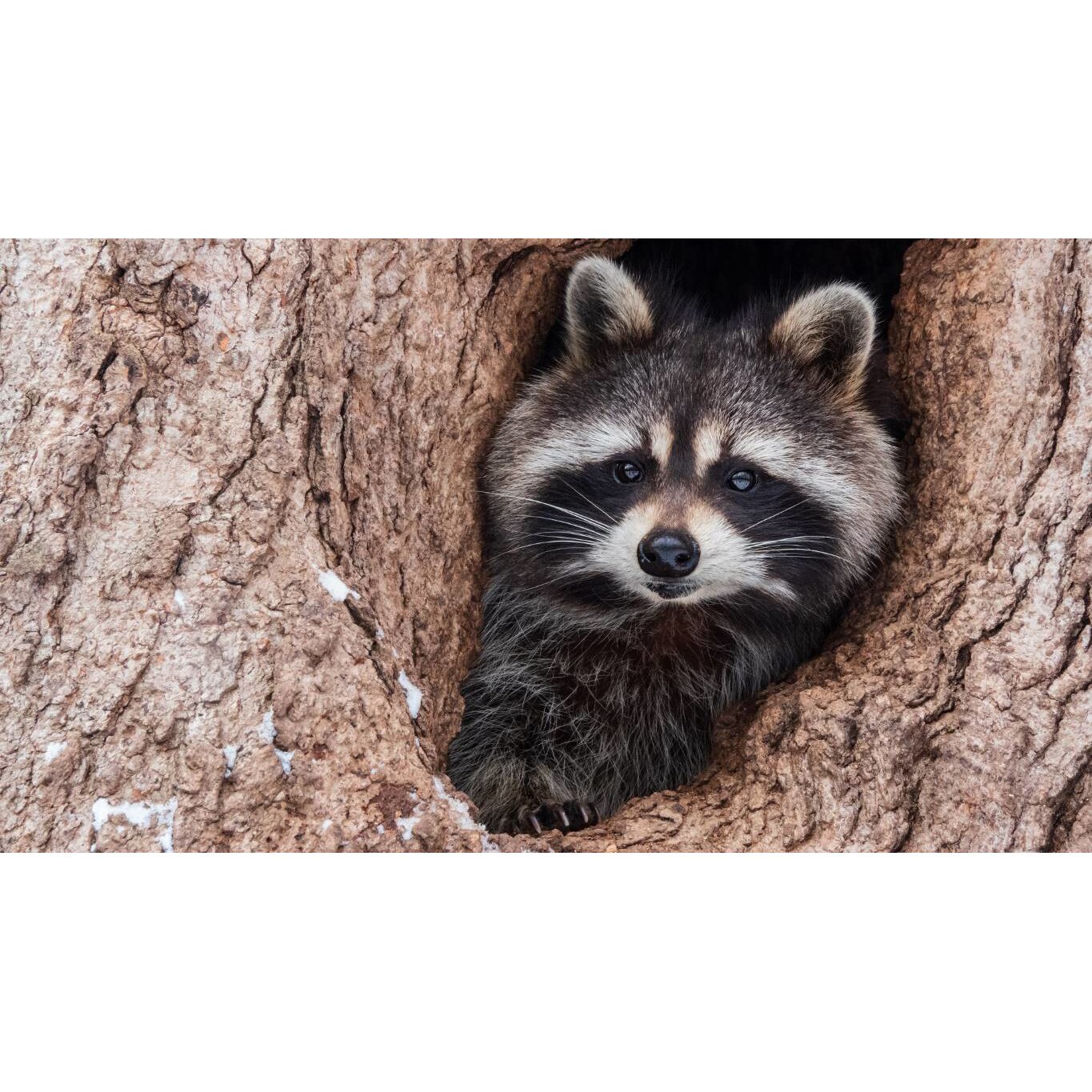 Tablou canvas 50x35 cm, Animale model 95