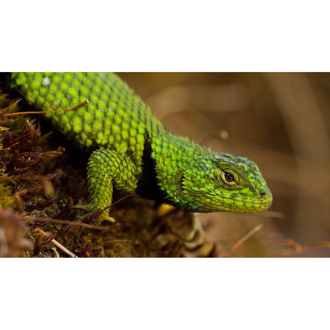 Tablou canvas 50x35 cm, Animale model 103