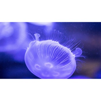 Tablou canvas 90x50 cm, Animale model 81 Tablou canvas 90x50 cm, Animale model 81