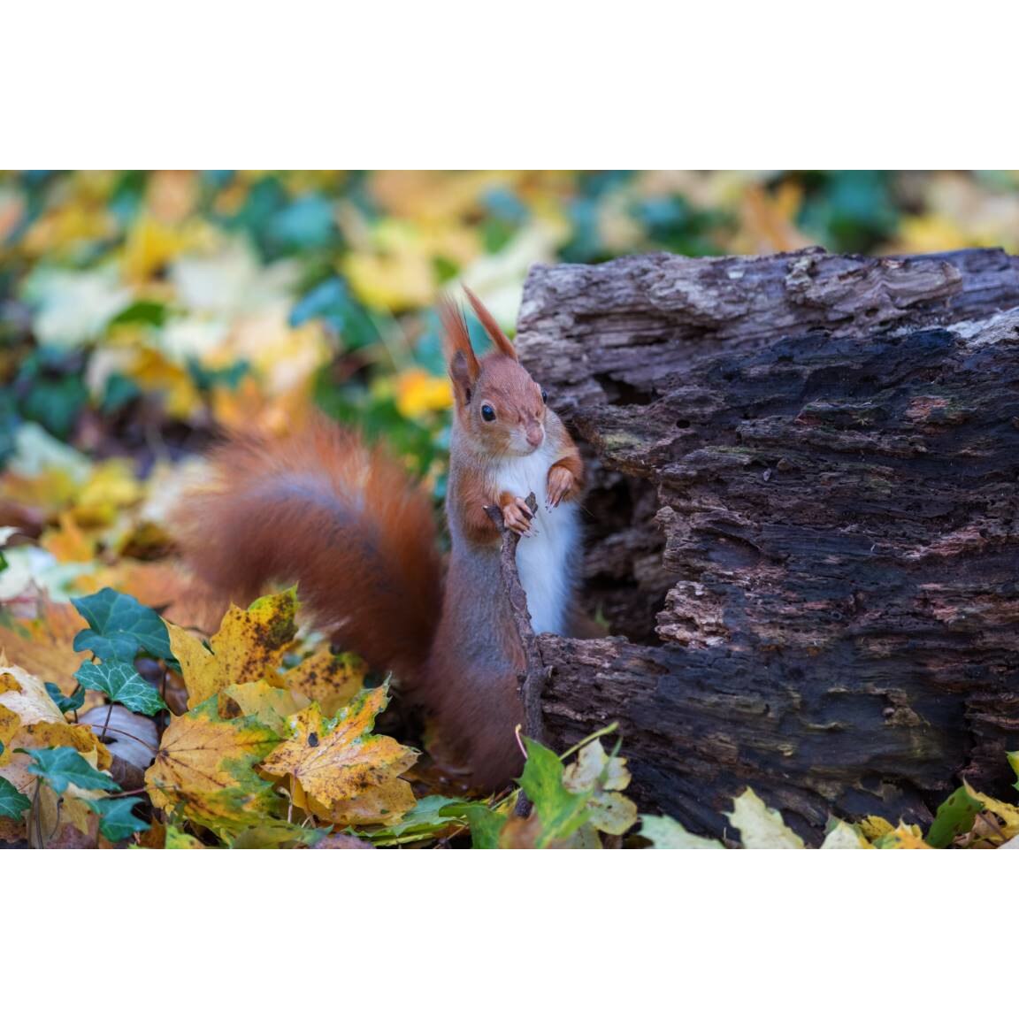 Tablou canvas 90x50 cm, Animale model 80