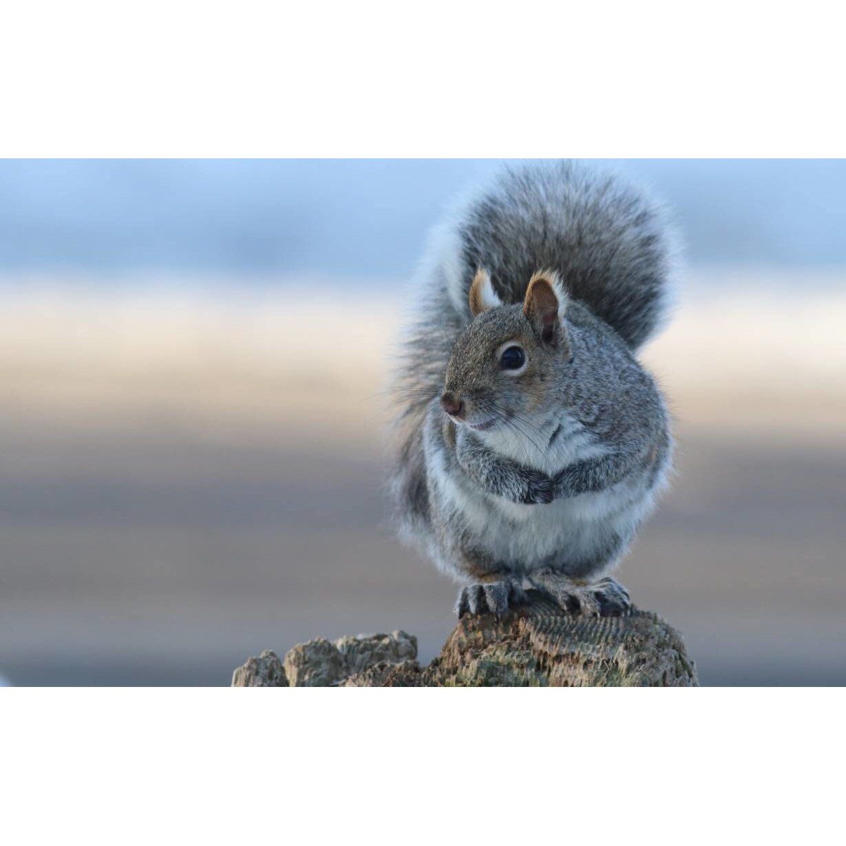 Tablou canvas 75x50 cm, Animale model 99