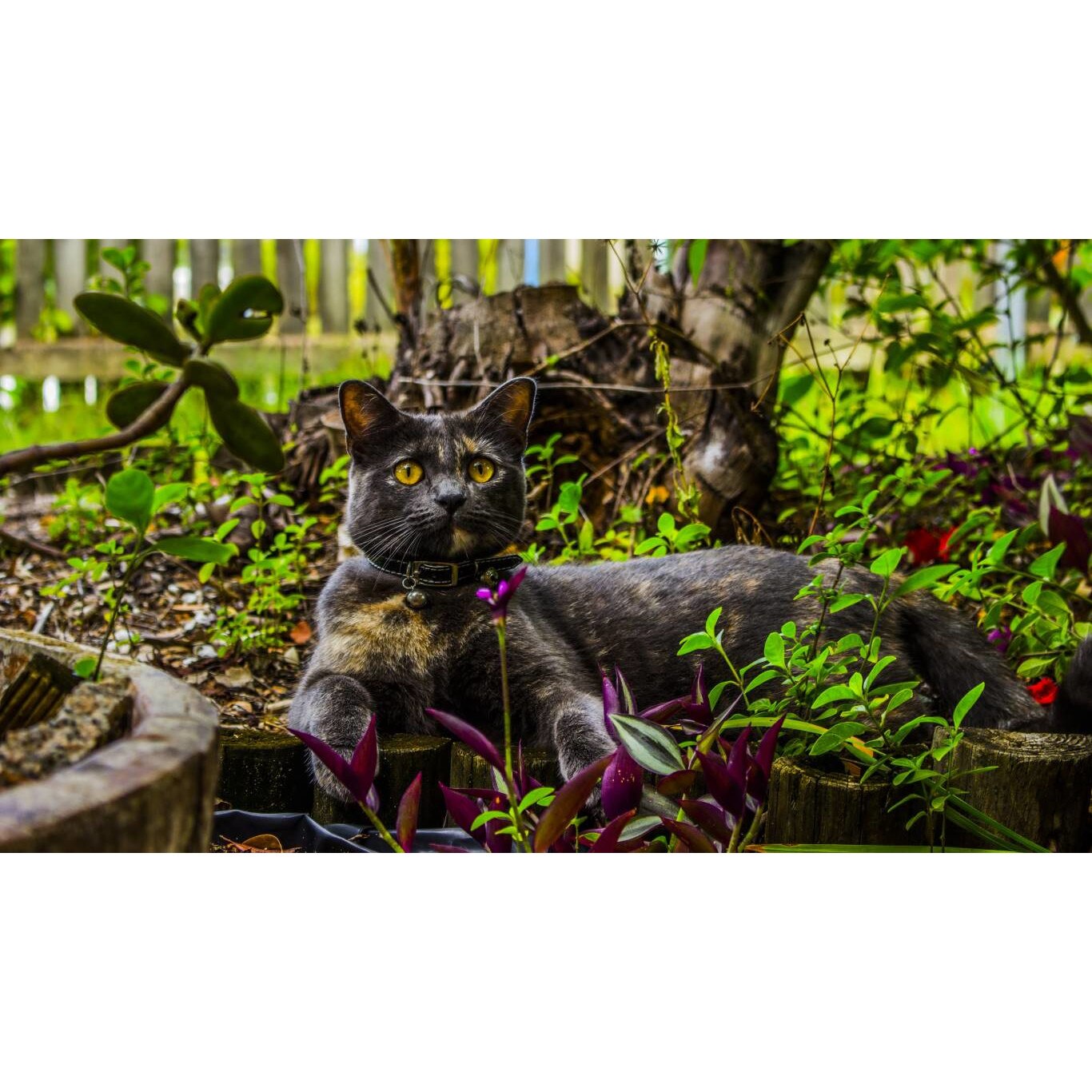 Tablou canvas 90x50 cm, Animale model 45