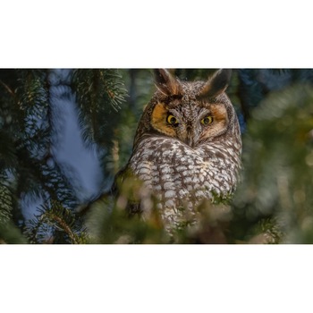 Tablou canvas 75x50 cm, Animale model 91 Tablou canvas 75x50 cm, Animale model 91