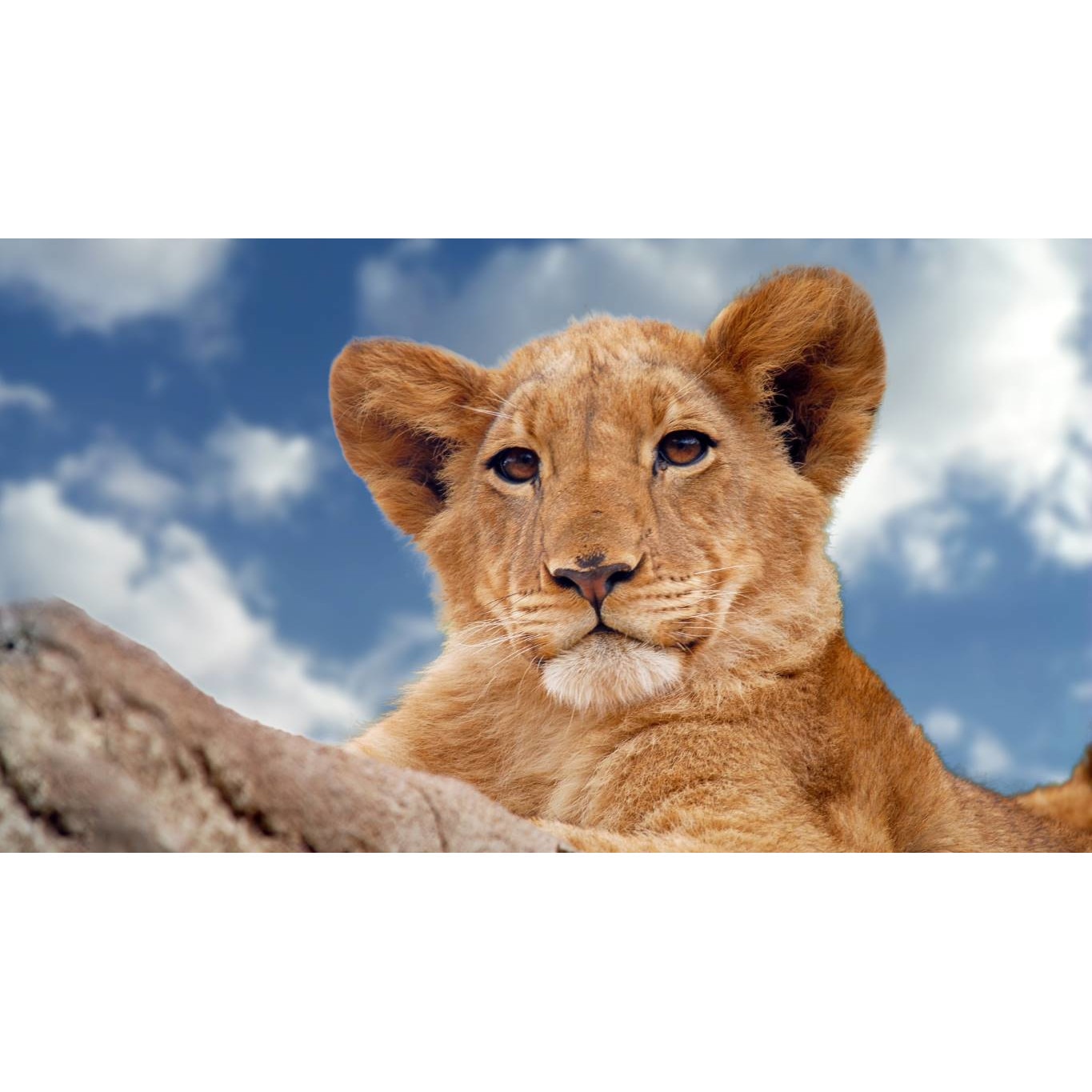 Tablou canvas 90x50 cm, Animale model 96