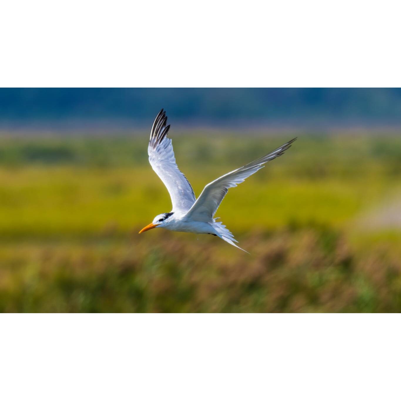 Tablou canvas 50x35 cm, Animale model 94