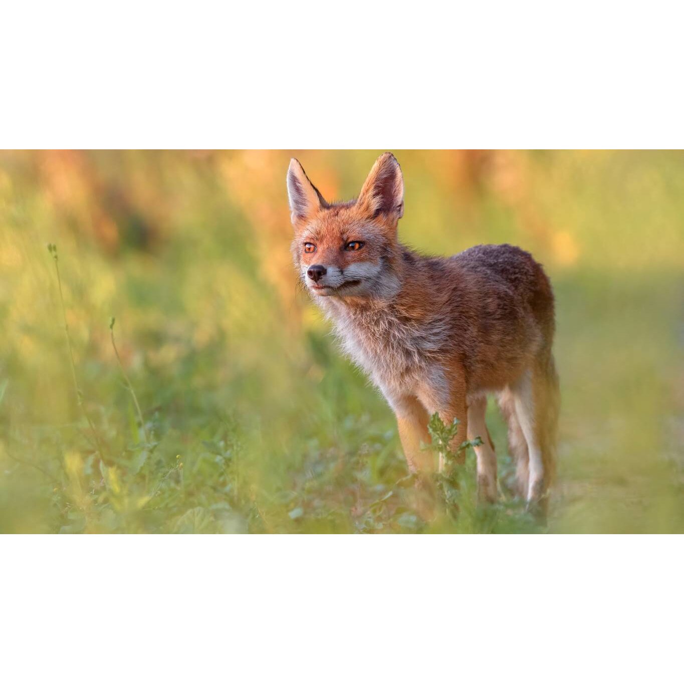 Tablou canvas 90x50 cm, Animale model 110