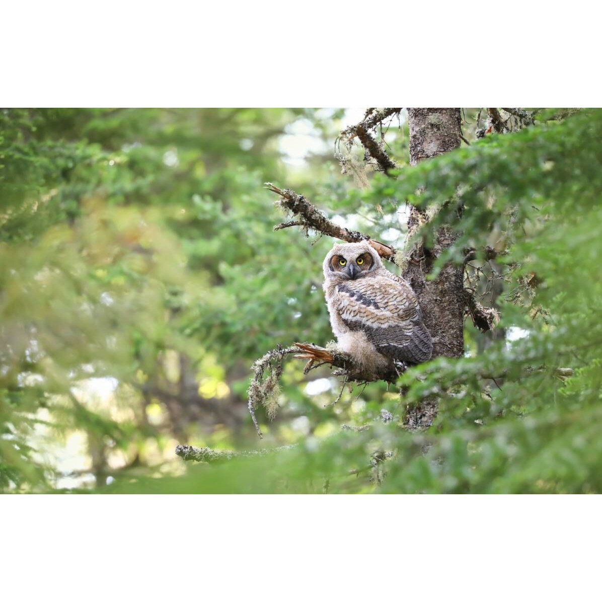 Tablou canvas 50x35 cm, Animale model 85