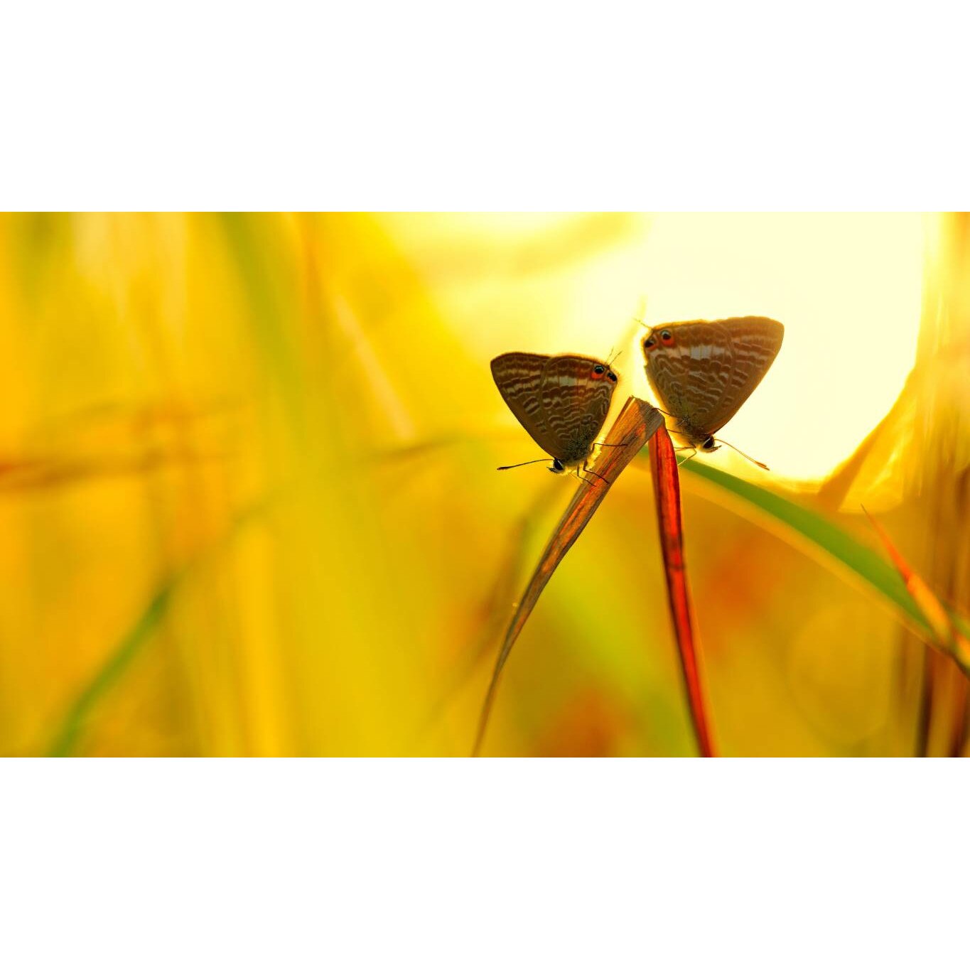 Tablou canvas 75x50 cm, Animale model 92