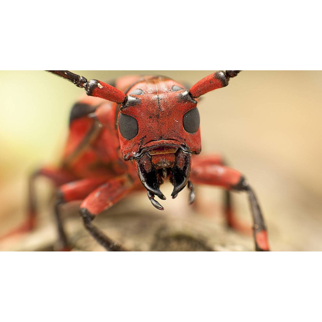 Tablou canvas 50x35 cm, Animale model 87