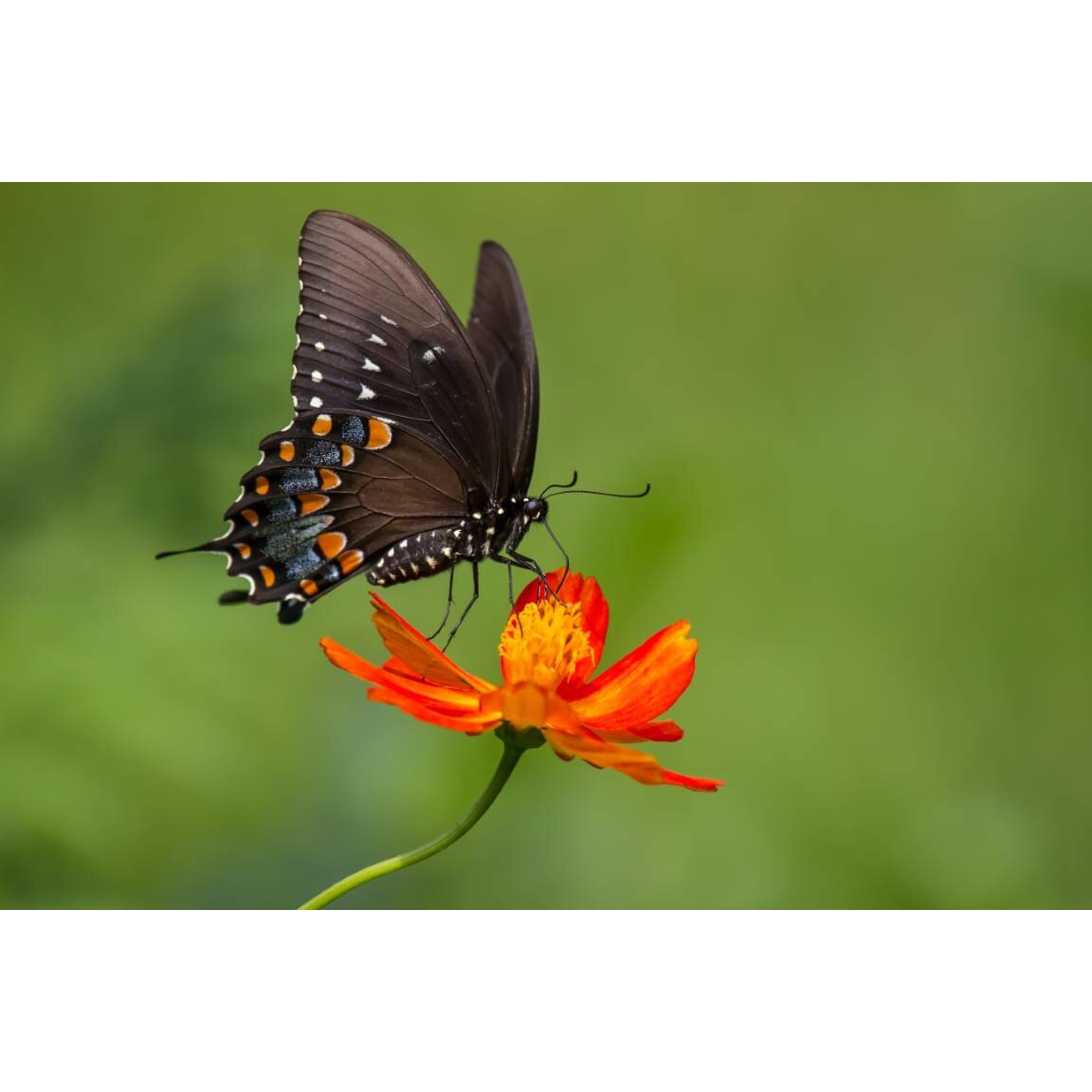 Tablou canvas 75x50 cm, Animale model 82