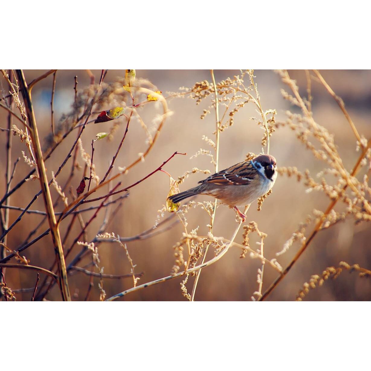 Tablou canvas 50x35 cm, Animale model 104