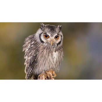 Tablou canvas 90x50 cm, Animale model 74 Tablou canvas 90x50 cm, Animale model 74