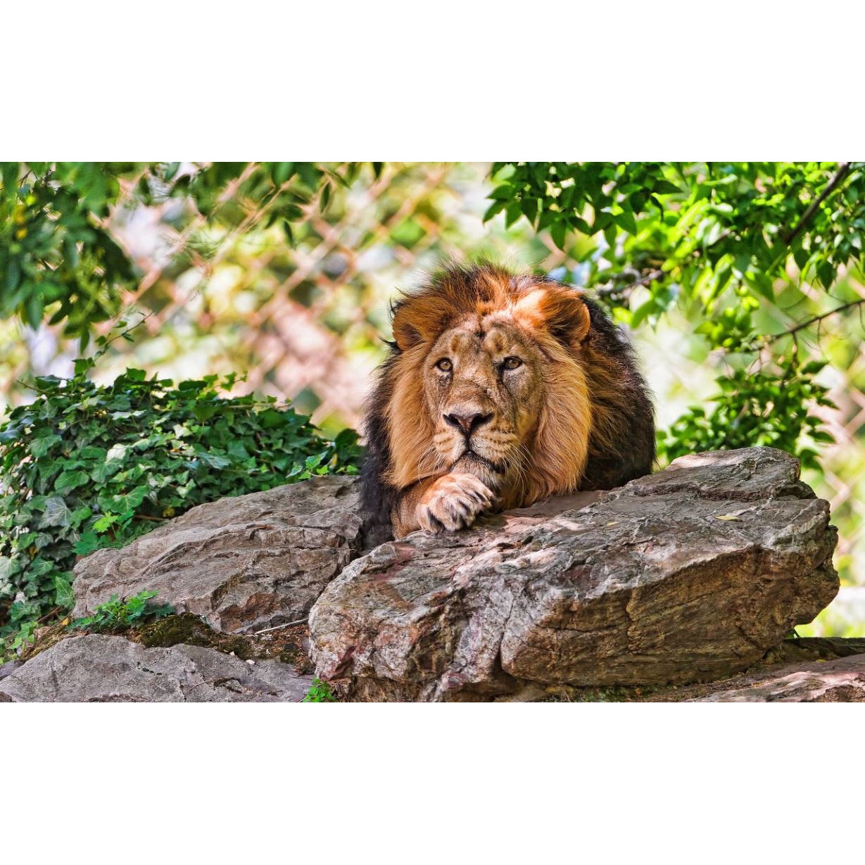 Tablou canvas 50x35 cm, Animale model 117