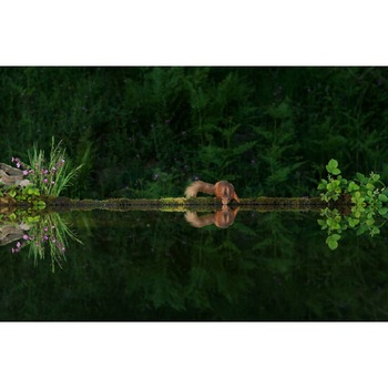 Tablou canvas 50x35 cm, Animale model 101 Tablou canvas 50x35 cm, Animale model 101