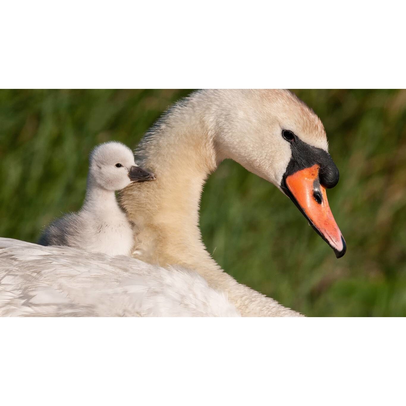 Tablou canvas 75x50 cm, Animale model 114