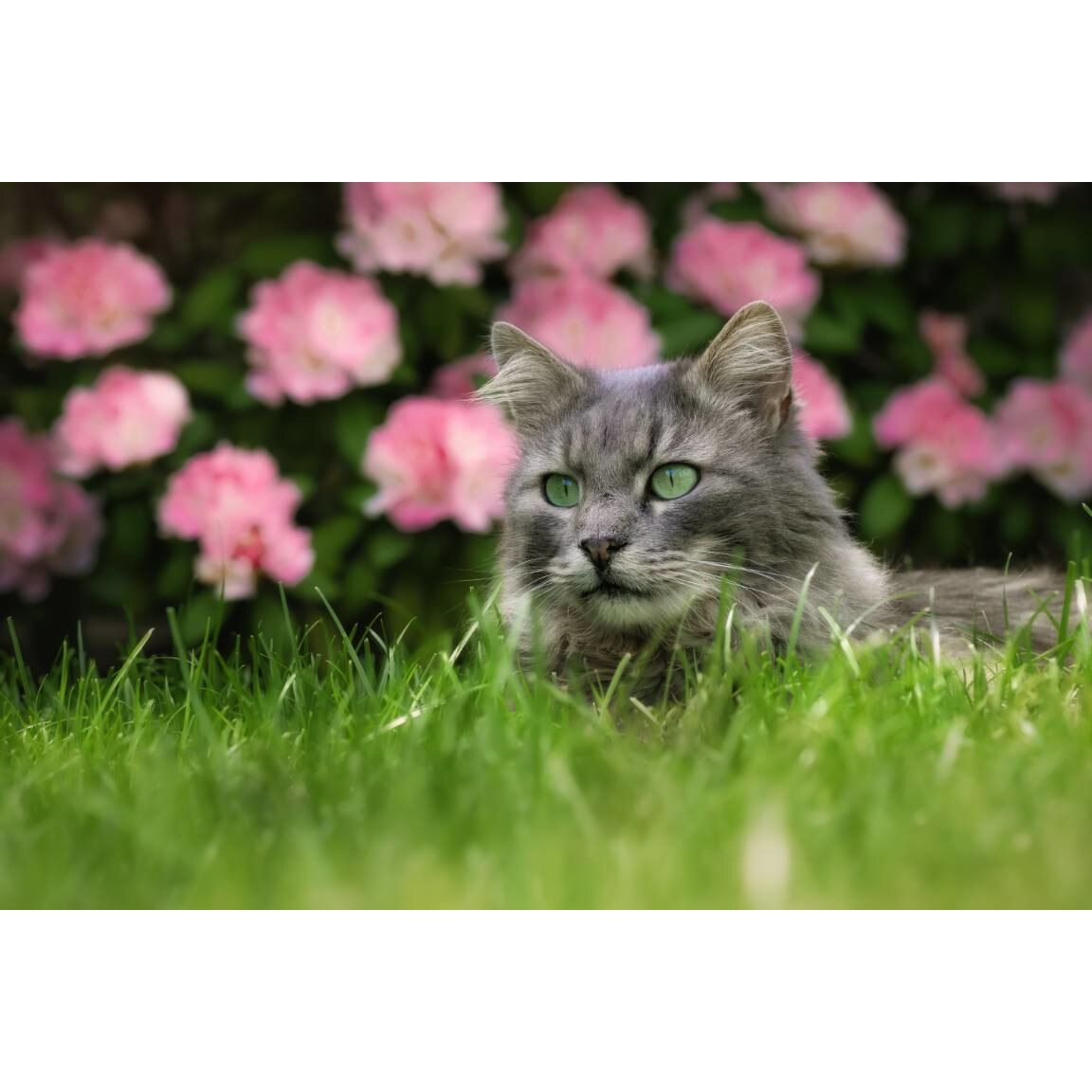 Tablou canvas 75x50 cm, Animale model 113