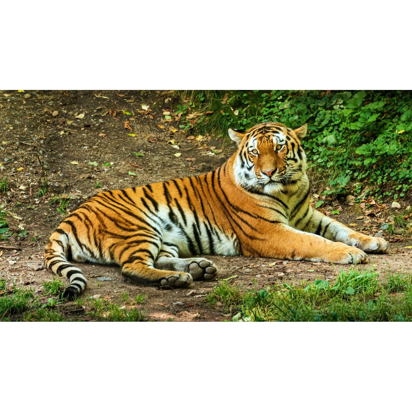 Tablou canvas 50x35 cm, Animale model 106