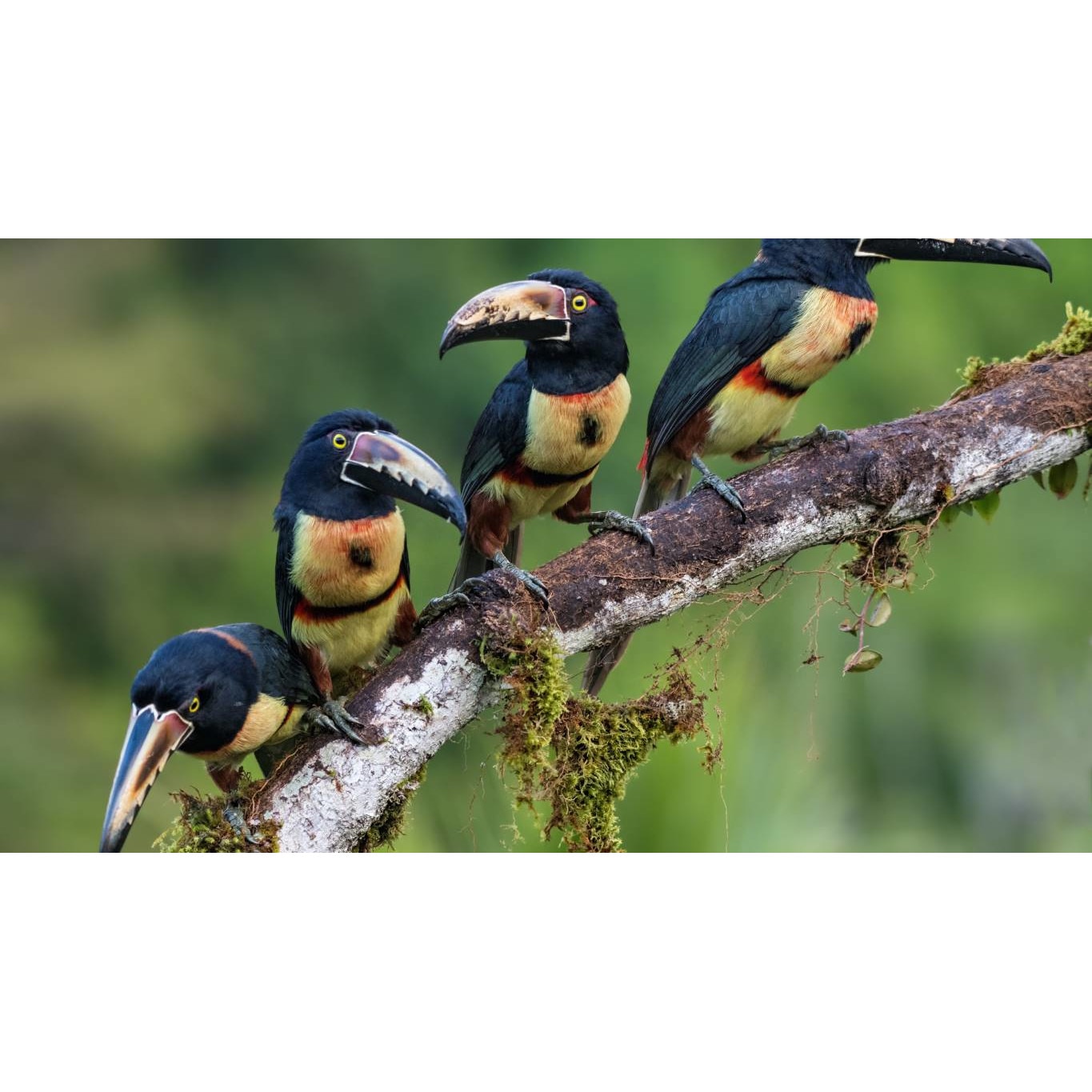 Tablou canvas 75x50 cm, Animale model 79