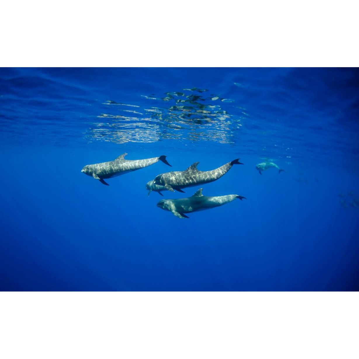 Tablou canvas 50x35 cm, Animale model 118