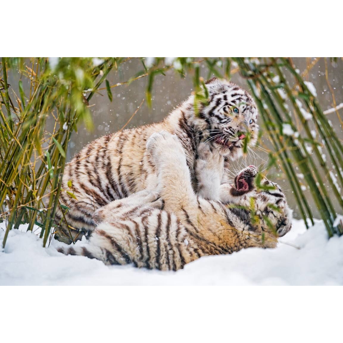 Tablou canvas 75x50 cm, Animale model 109