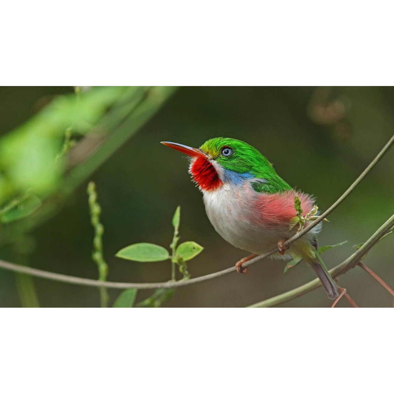 Tablou canvas 90x50 cm, Animale model 76