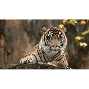 Tablou canvas 90x50 cm, Animale model 111 Tablou canvas 90x50 cm, Animale model 111