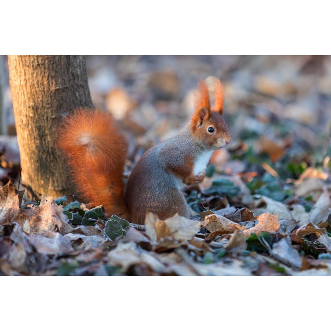 Tablou canvas 75x50 cm, Animale model 102