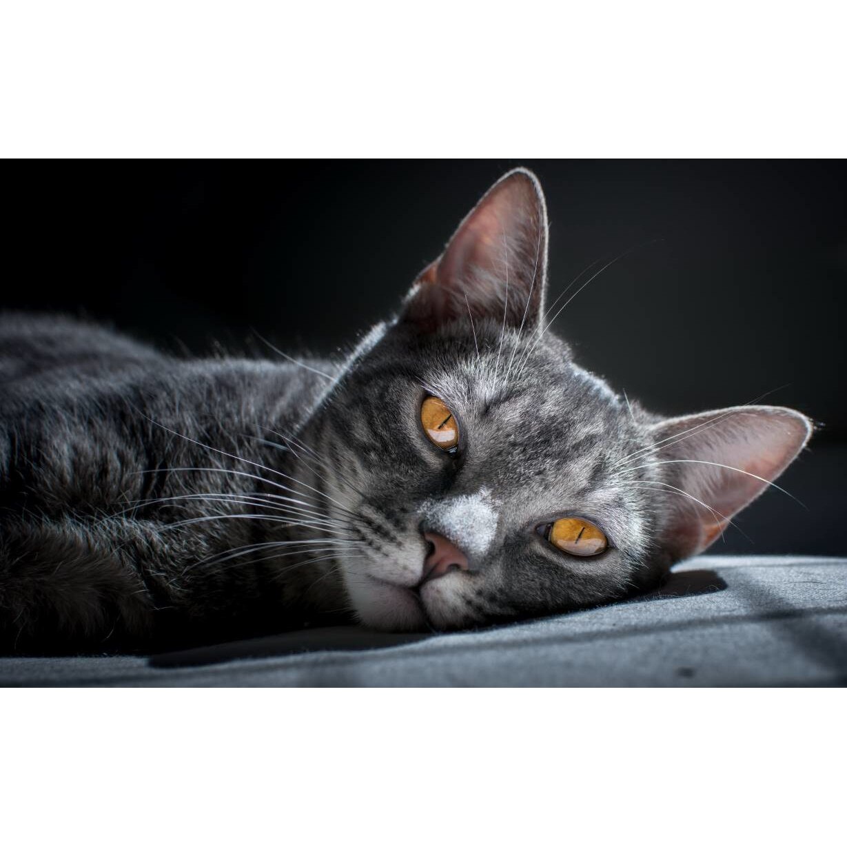 Tablou canvas 90x50 cm, Animale model 125