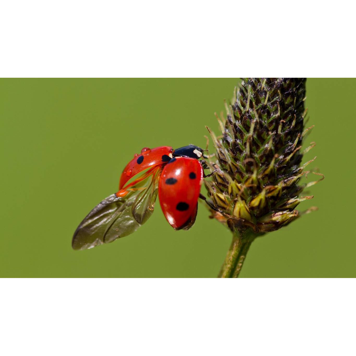 Tablou canvas 50x35 cm, Animale model 129