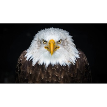 Tablou canvas 75x50 cm, Animale model 115 Tablou canvas 75x50 cm, Animale model 115