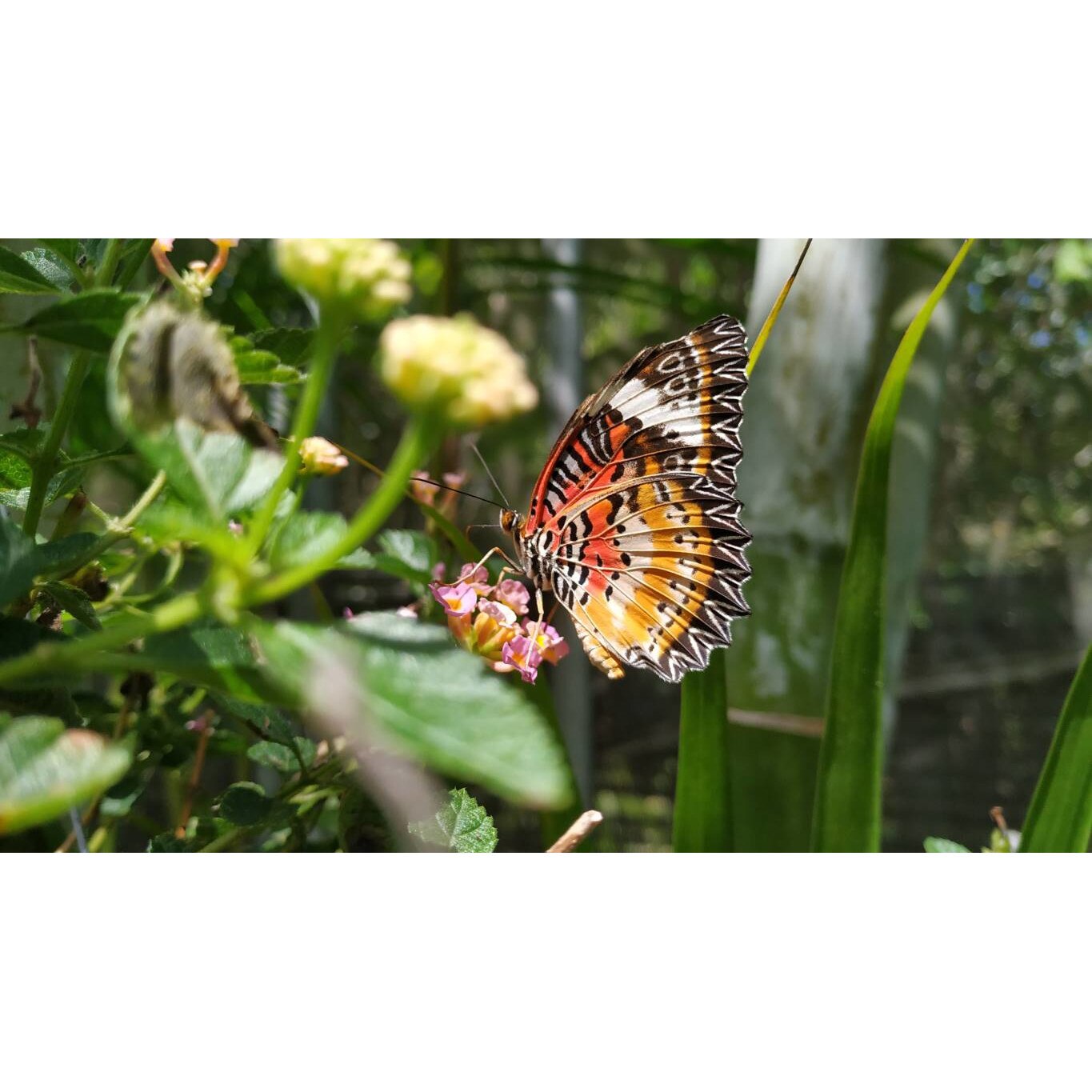 Tablou canvas 50x35 cm, Animale model 119