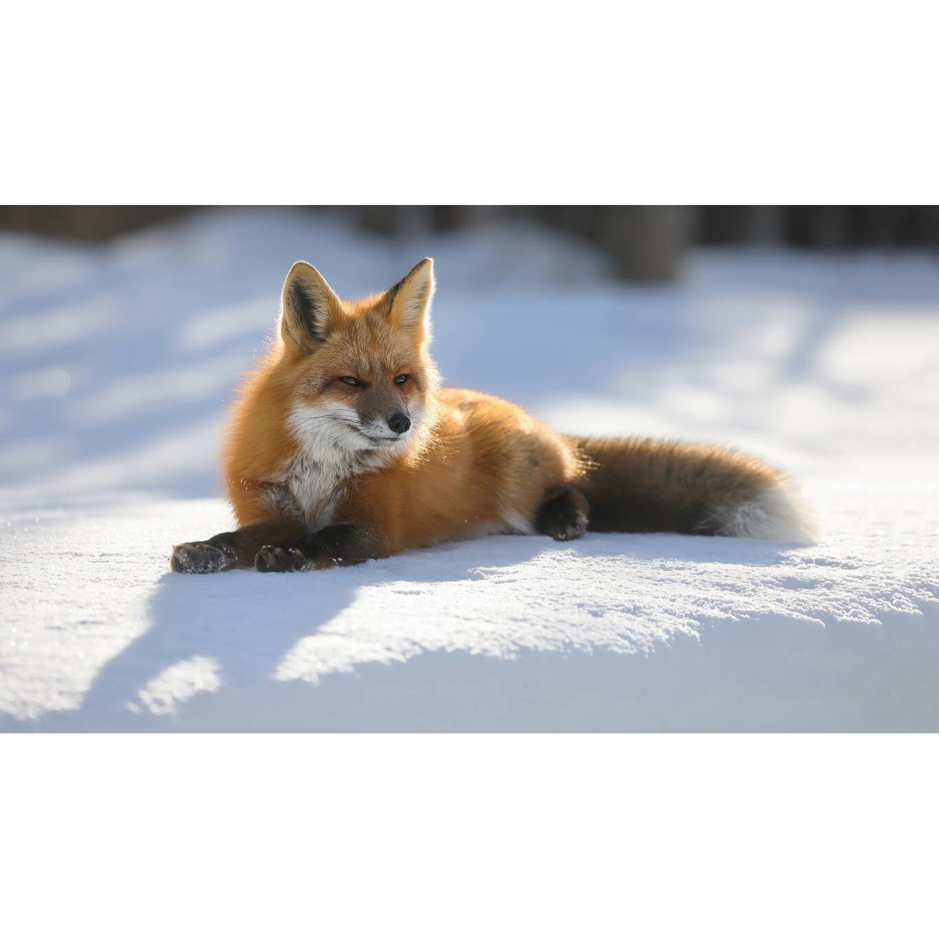 Tablou canvas 50x35 cm, Animale model 112