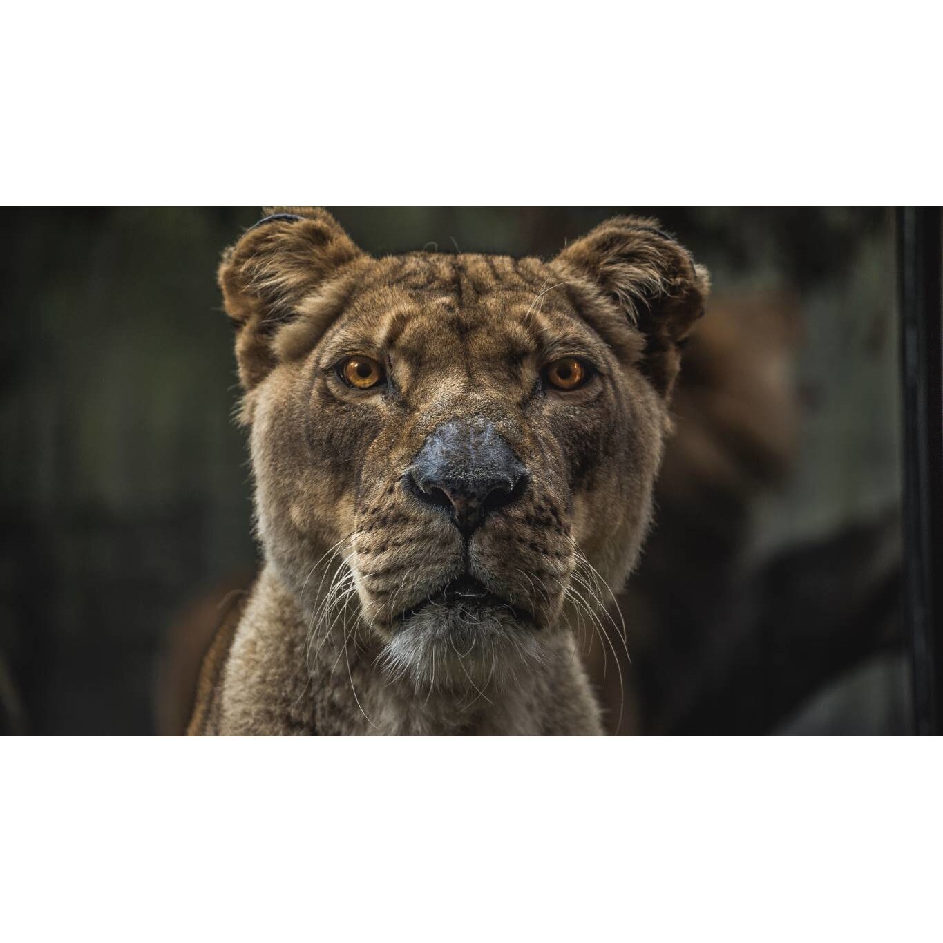 Tablou canvas 50x35 cm, Animale model 100