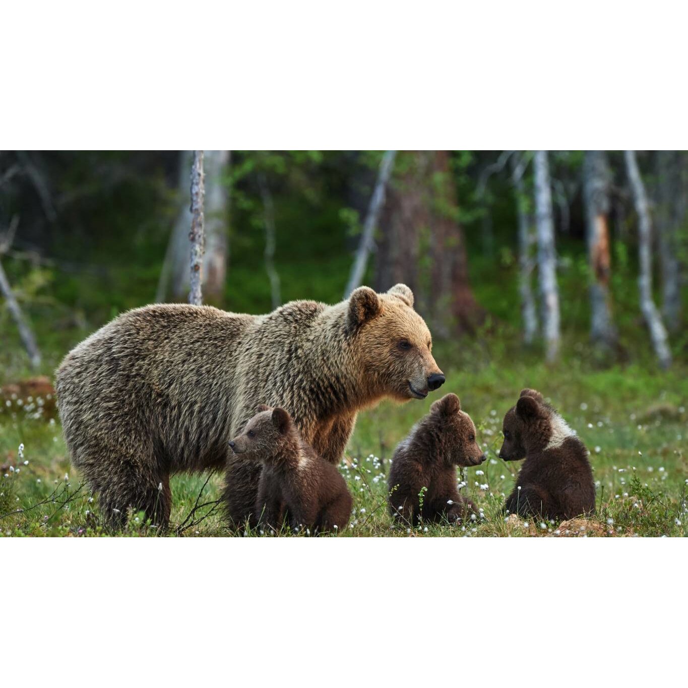 Tablou canvas 75x50 cm, Animale model 97