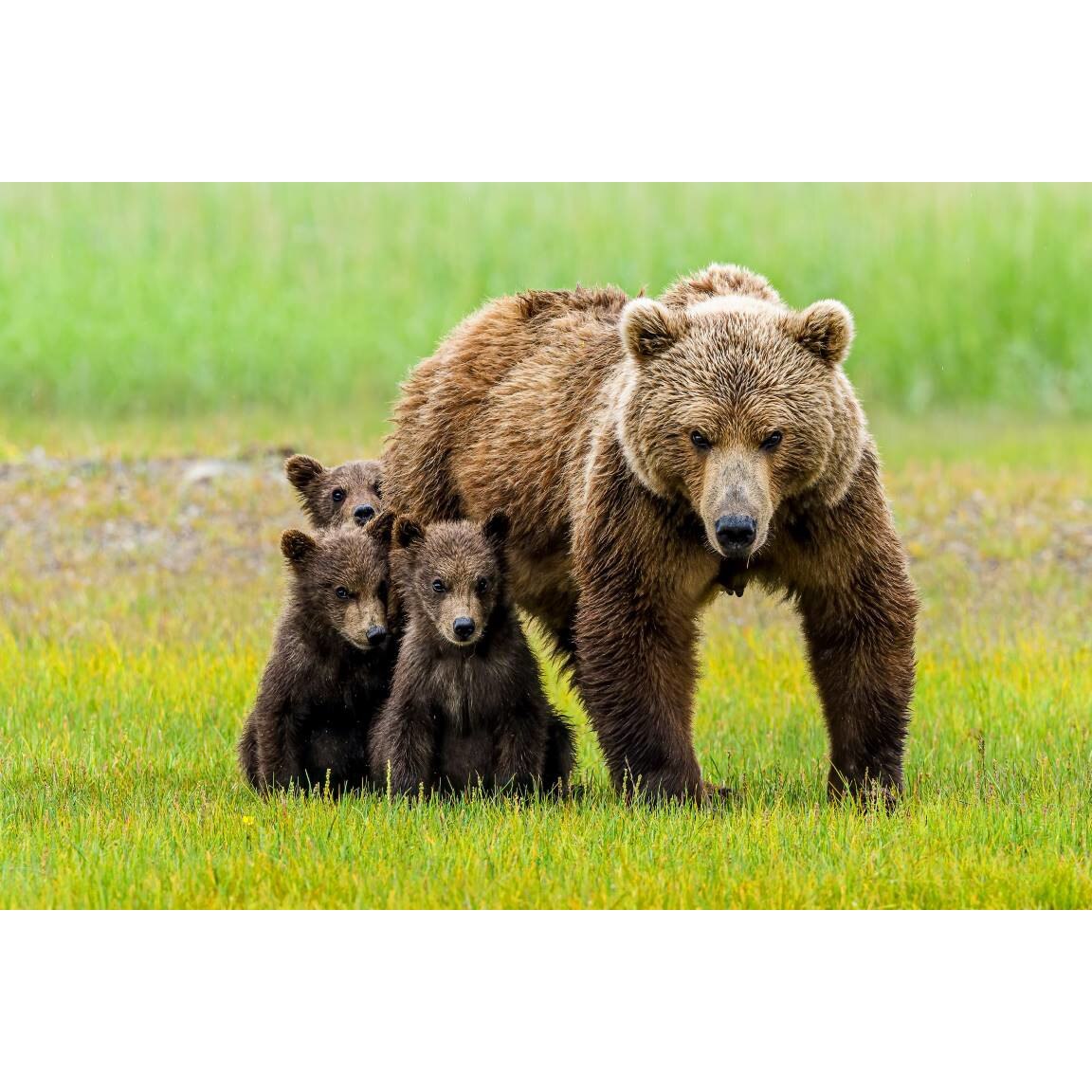 Tablou canvas 50x35 cm, Animale model 121